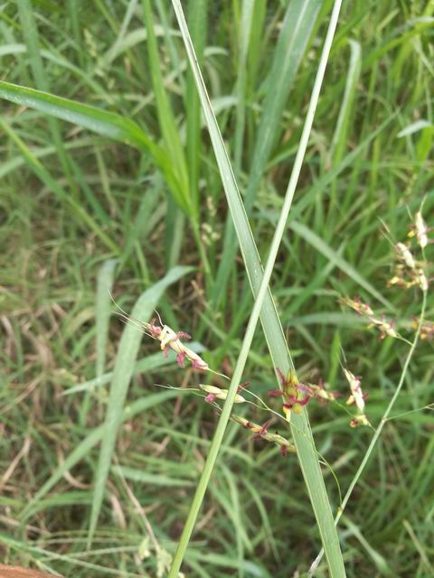 Sorghum halepense